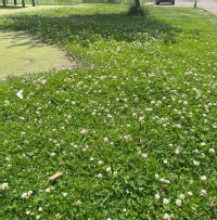 Hoog gras