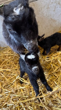 Foto van een geitje op de Kiboehoeve