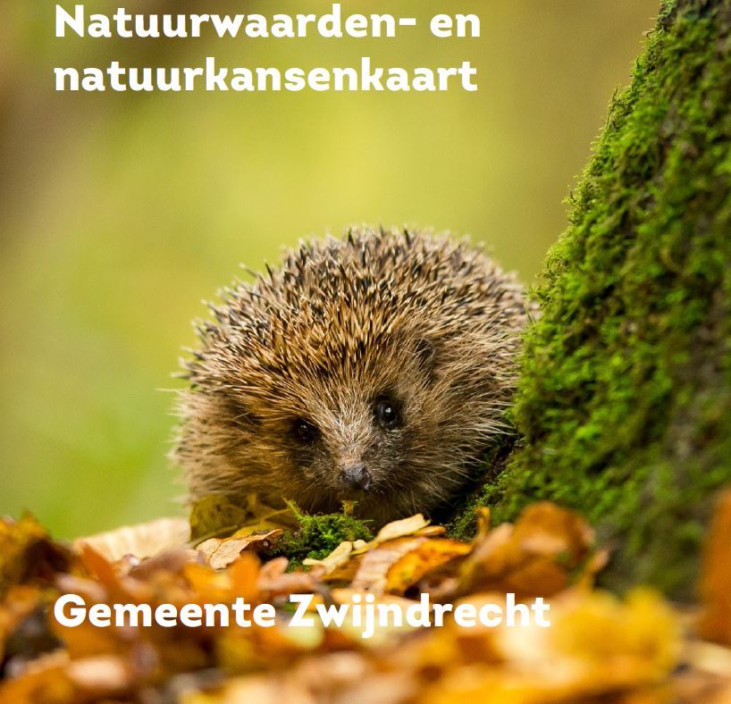 Egeltje uit de natuurwaarden- en kansenkaart gemeente Zwijndrecht